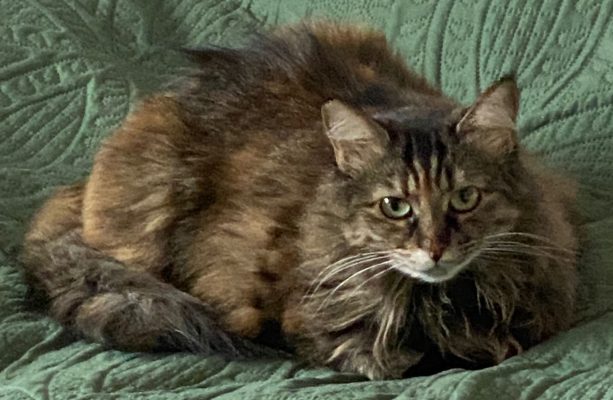 Vermittelte_Fellnasen (1)