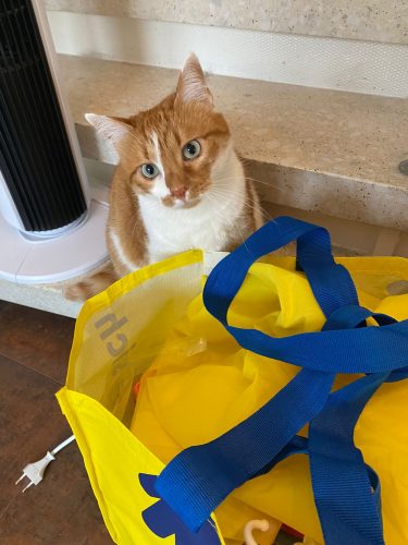 Vermittelte_Fellnasen (1)