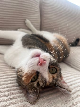 Vermittelte_Fellnasen (2)