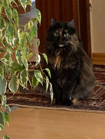 Vermittelte_Fellnasen (3)