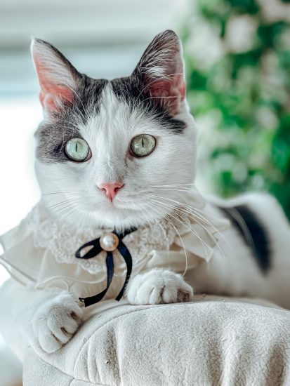 Vermittelte_Fellnasen (4)