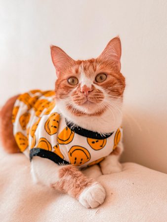 Vermittelte_Fellnasen (5)