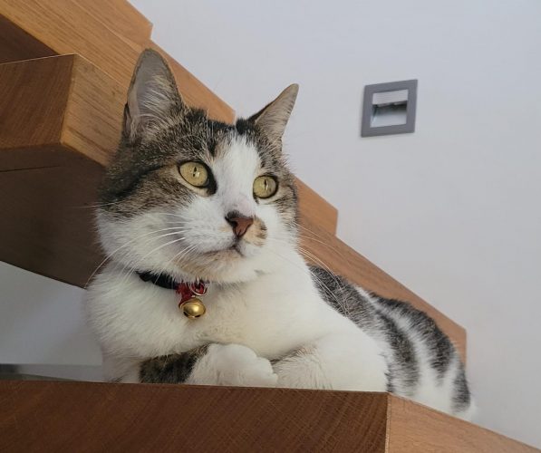 Vermittelte_Fellnasen (6)