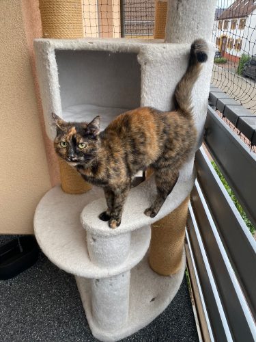 Vermittelte_Fellnasen (8