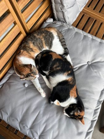 Vermittelte_Fellnasen (8)